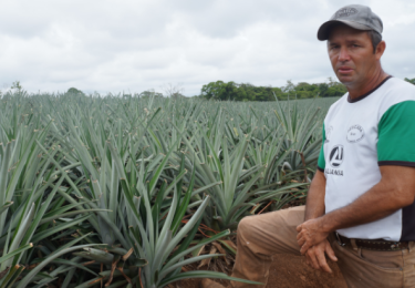 La exquisita piña orgánica tica