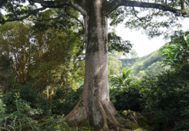 Larga lista de biodiversidad